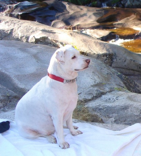 mi gordi